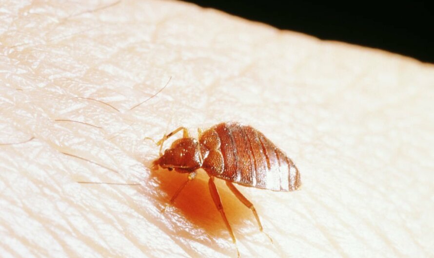 Baby Bed Bugs – An Overview