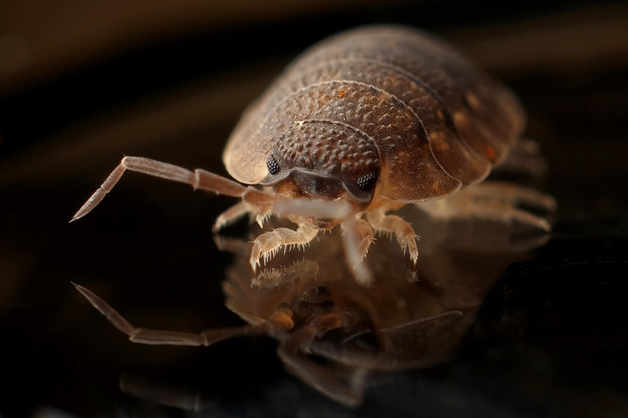 bed bugs causes