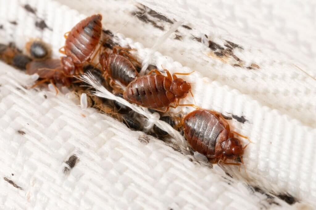 early bed bugs signs