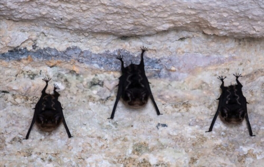 Bat Bugs