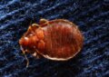 bed bugs appearance