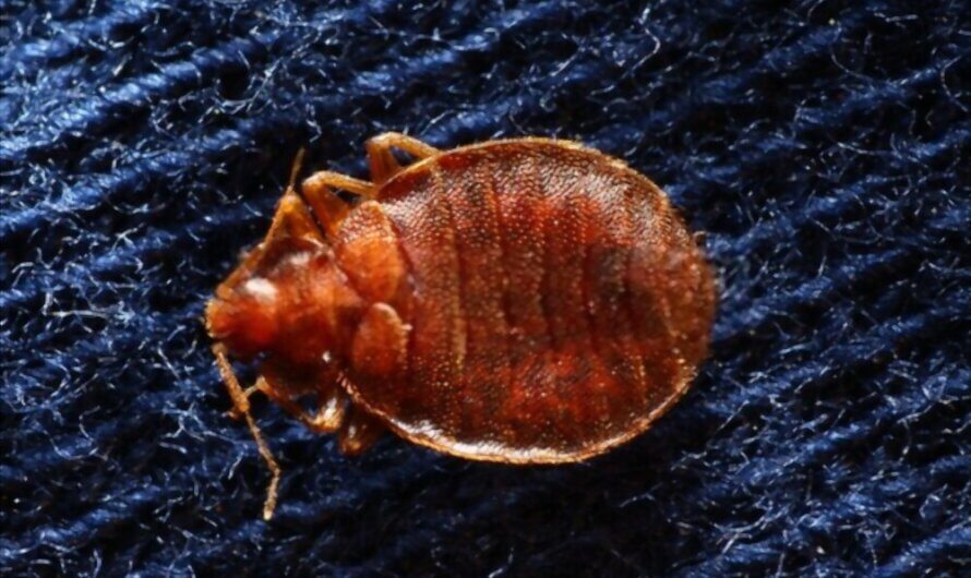 What do Bed Bugs Look Like [Picture of Bed Bugs]