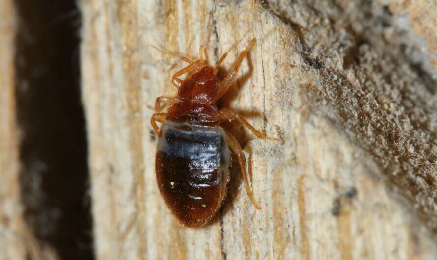 Bed Bugs: How do they Start, Spread, and Where they Hide