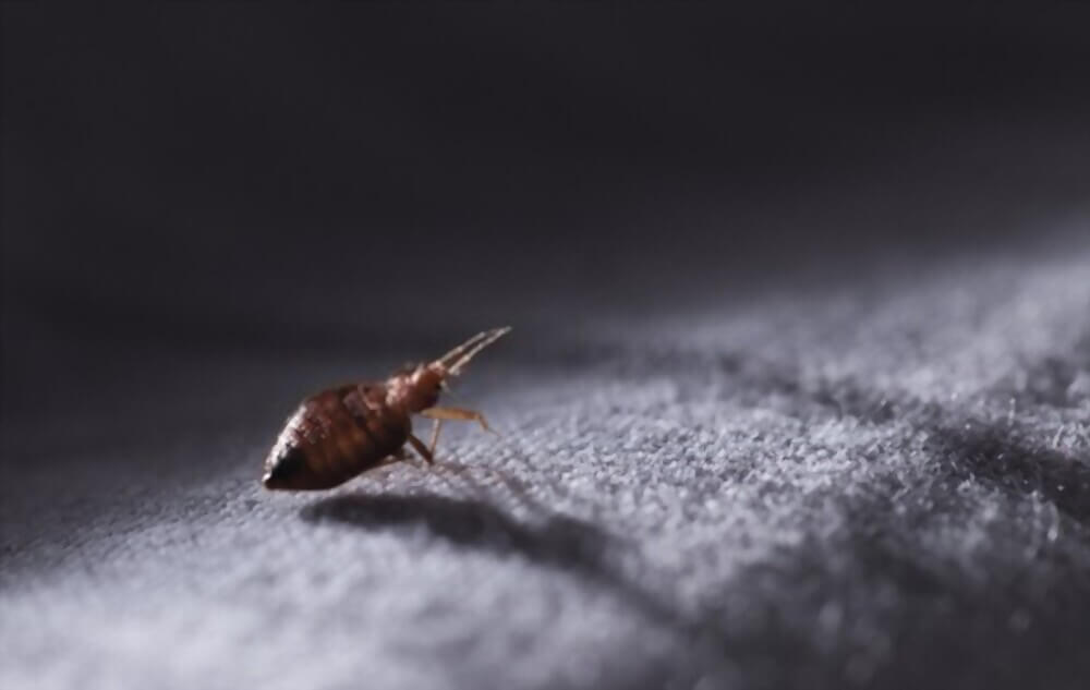 How to Find Bed Bugs During the Day