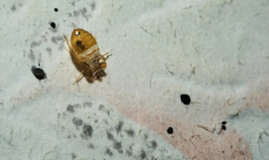 Bed Bugs on Walls: Signs, Behavior, and Remedies