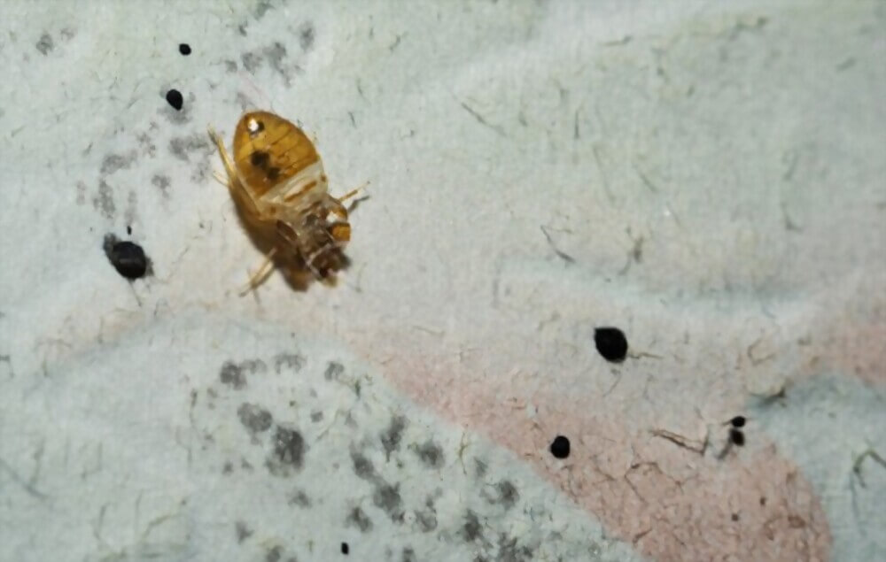 bed-bugs-on-wall