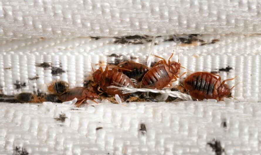 Where Do Bed Bugs Come From And How To Check For Bed Bugs
