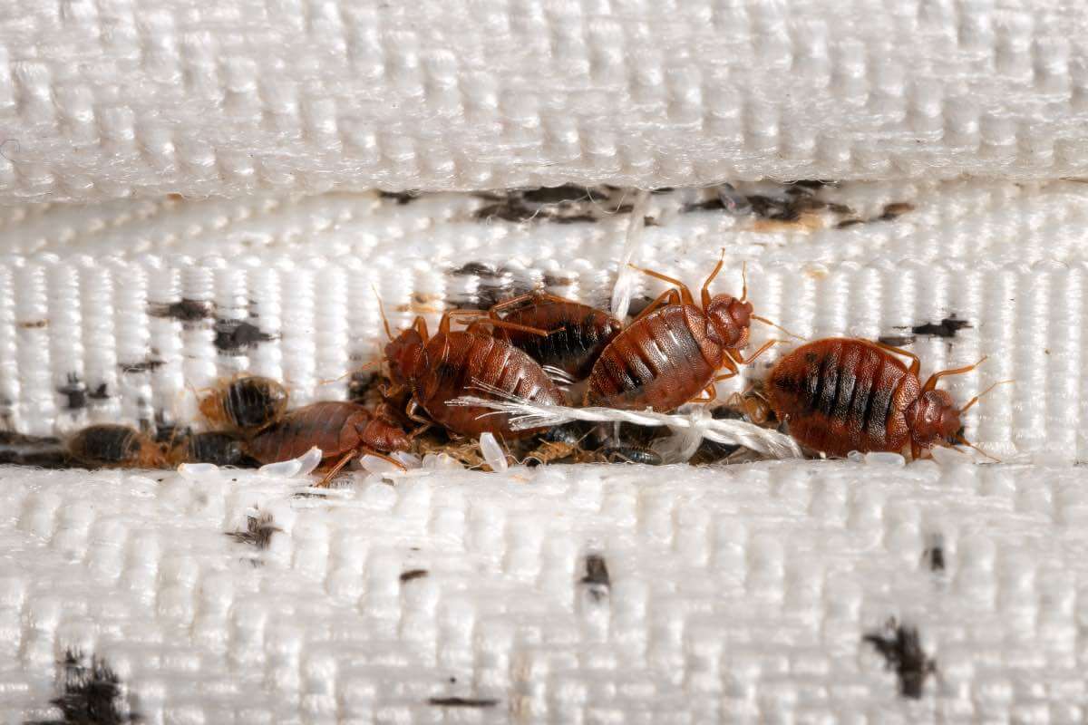 Where Do Bed Bugs Come From And How To Check For Bed Bugs